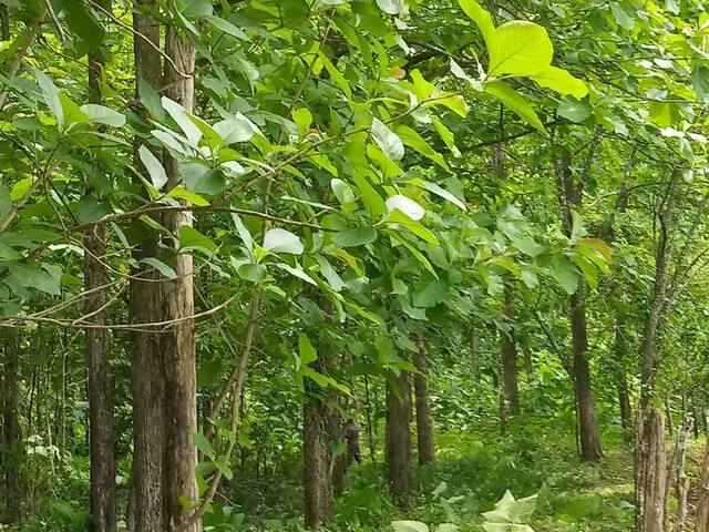 #28 - Finca para Venta en Panamá - 8 - 2