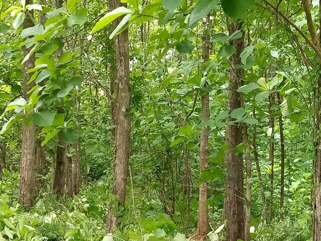 #28 - Finca para Venta en Panamá - 8 - 3