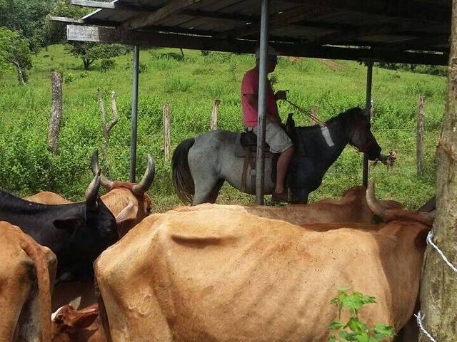 #34 - Finca para Venta en Panamá - 8 - 3
