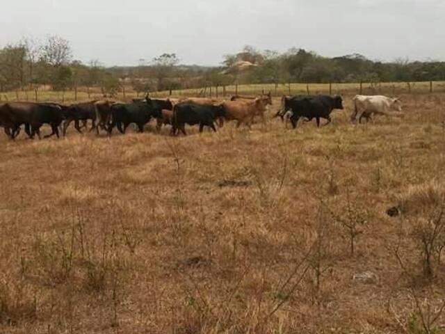 Finca para Venta en Panamá - 5