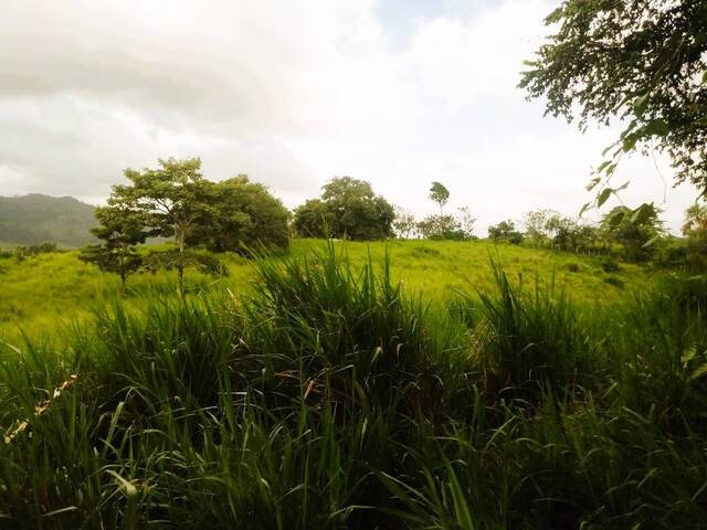 Finca para Venta en Panamá - 4