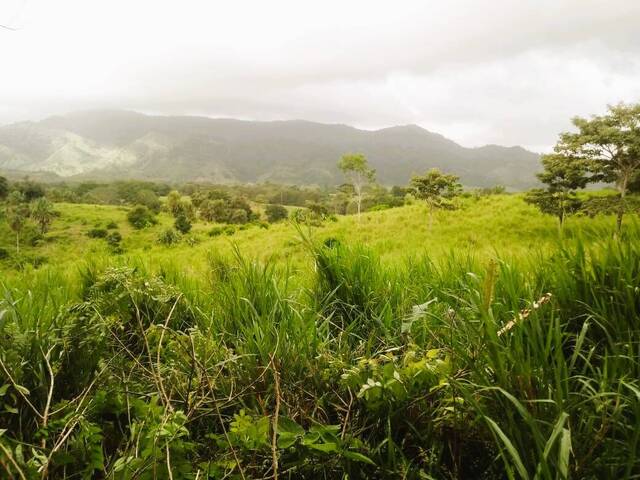 Finca para Venta en Panamá - 5