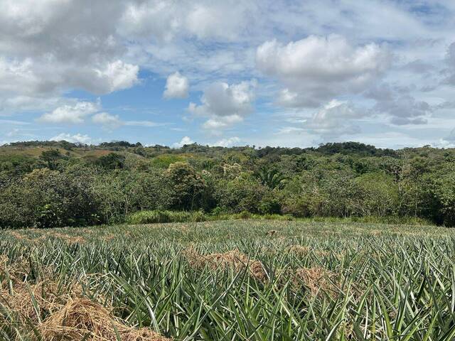 Finca para Venta en La Chorrera - 4